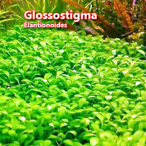 Glossostigma Elantionoides